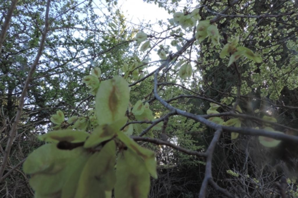Albero da id.: Ulmus sp.